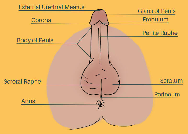 DECEMBER: Reclaiming Your Sexuality - Penis and Testicles Asset - Educational Booklet