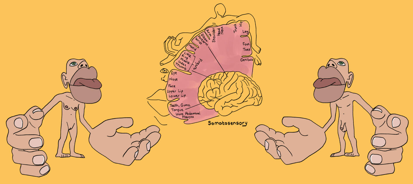 DECEMBER: Reclaiming Your Sexuality - Cortical Homunculus Asset - Educational Booklet