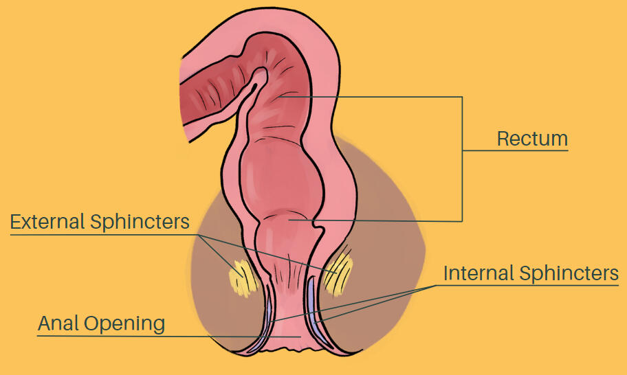 DECEMBER: Reclaiming Your Sexuality - Anal Structures Asset - Educational Booklet