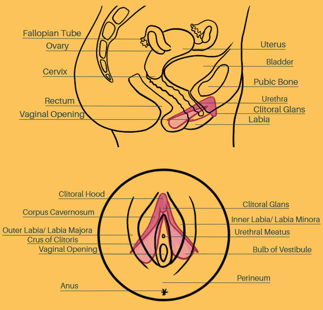 DECEMBER: Reclaiming Your Sexuality - Erectile Tissue of Clitoris Asset - Educational Booklet