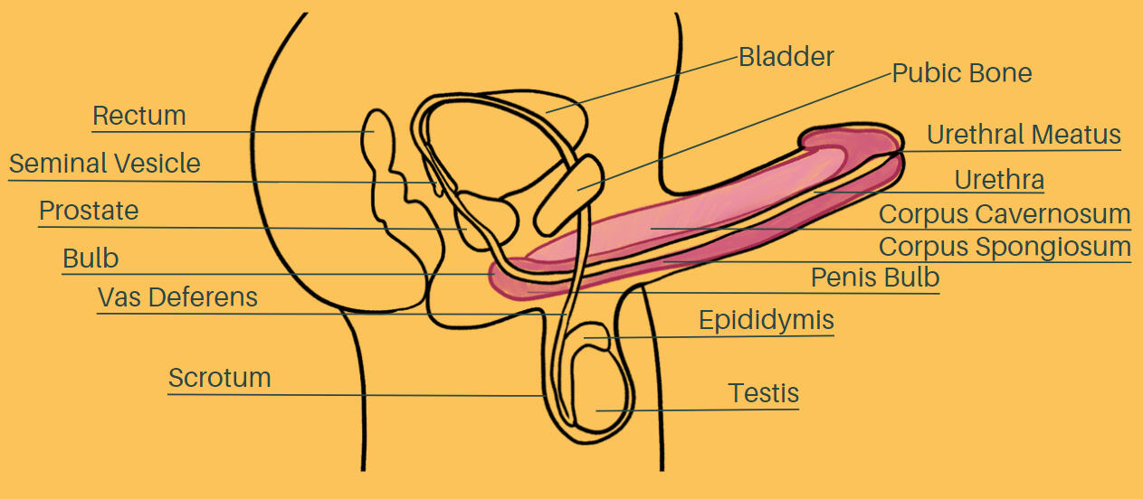 DECEMBER: Reclaiming Your Sexuality - Erectile Tissue of Penis Asset - Educational Booklet