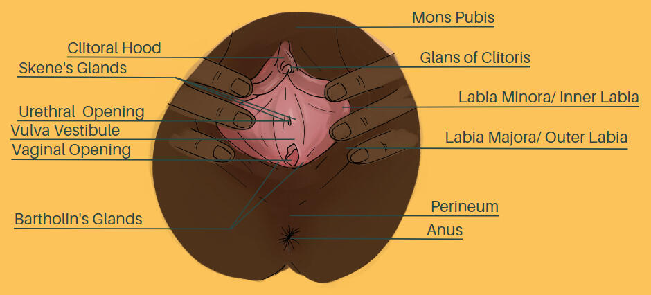 DECEMBER: Reclaiming Your Sexuality - Vulva Asset - Educational Booklet